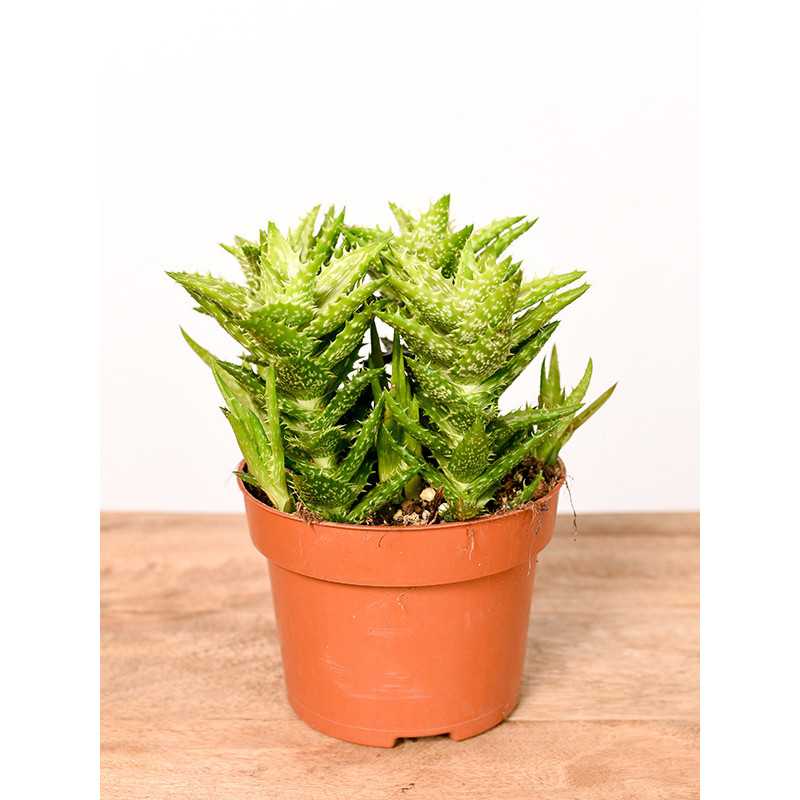 Aloes squarrosa | Mały