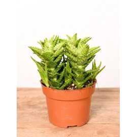 Aloes squarrosa | Mały