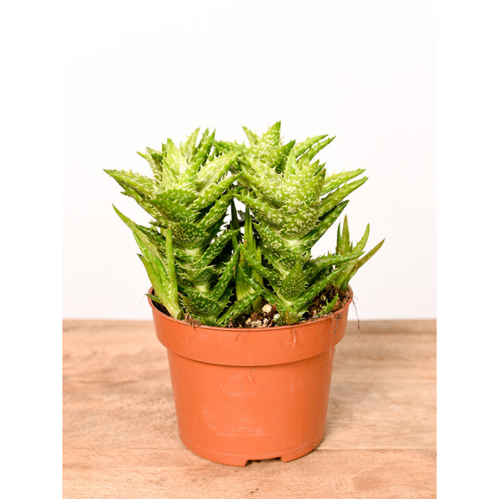 Aloes squarrosa | Mały