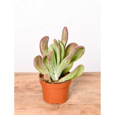 Kalanchoe oricula | Małe