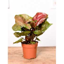 Syngonium 'Strawberry Ice'