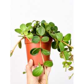 Peperomia 'Hope'