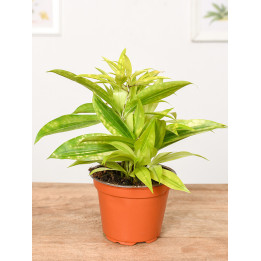 Dracena 'Mike' | Tomaszewski