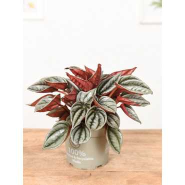 Peperomia 'Mendoza'