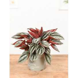 Peperomia 'Mendoza'