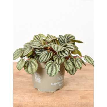 Peperomia 'Piccolo Banda'