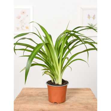 Zielistka 'Hawaiian Spider'