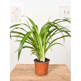Zielistka 'Hawaiian Spider'
