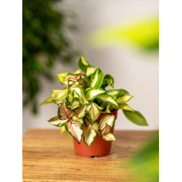 Hoja burtoniae variegata | Tomaszewski