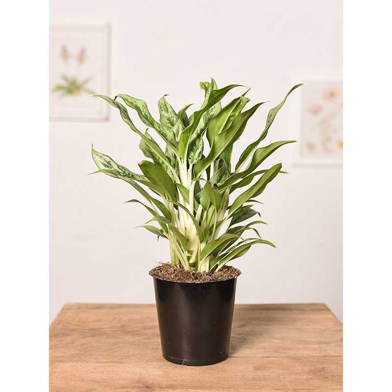 Aglonema 'Greyhound'