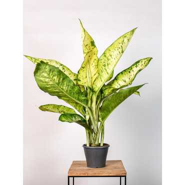 Difenbachia seguine Banana