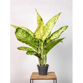 Difenbachia seguine Banana