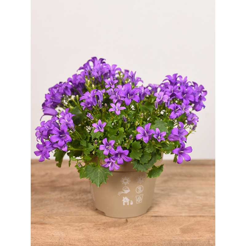 Kampanula 'Porto'