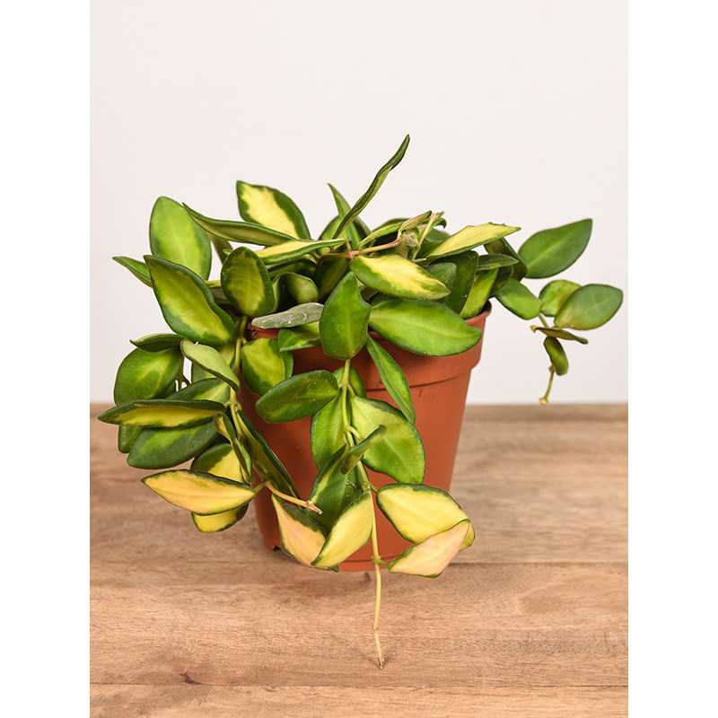 Hoja burtoniae variegata