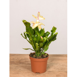 Szlumbergera | Biała | Mała