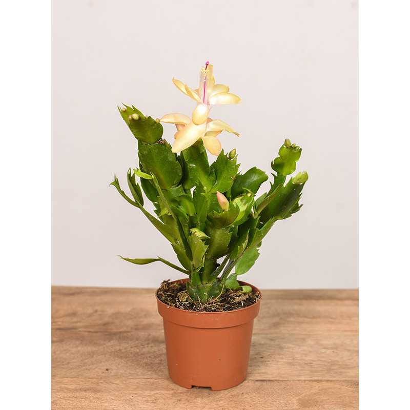 Szlumbergera | Biała | Mała