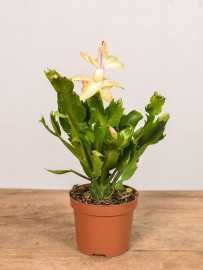 Szlumbergera | Biała | Mała