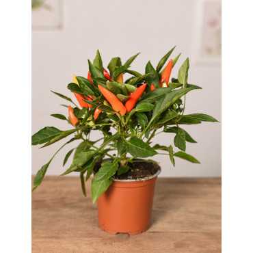 Papryka ozdobna 'Cubana'
