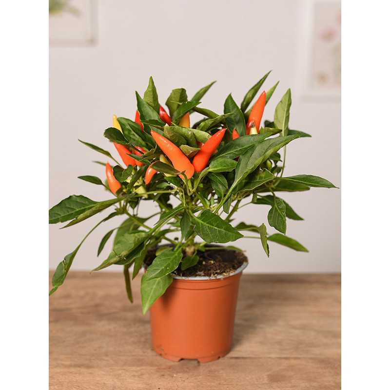 Papryka ozdobna 'Cubana'