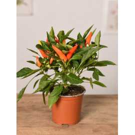 Papryka ozdobna 'Cubana'