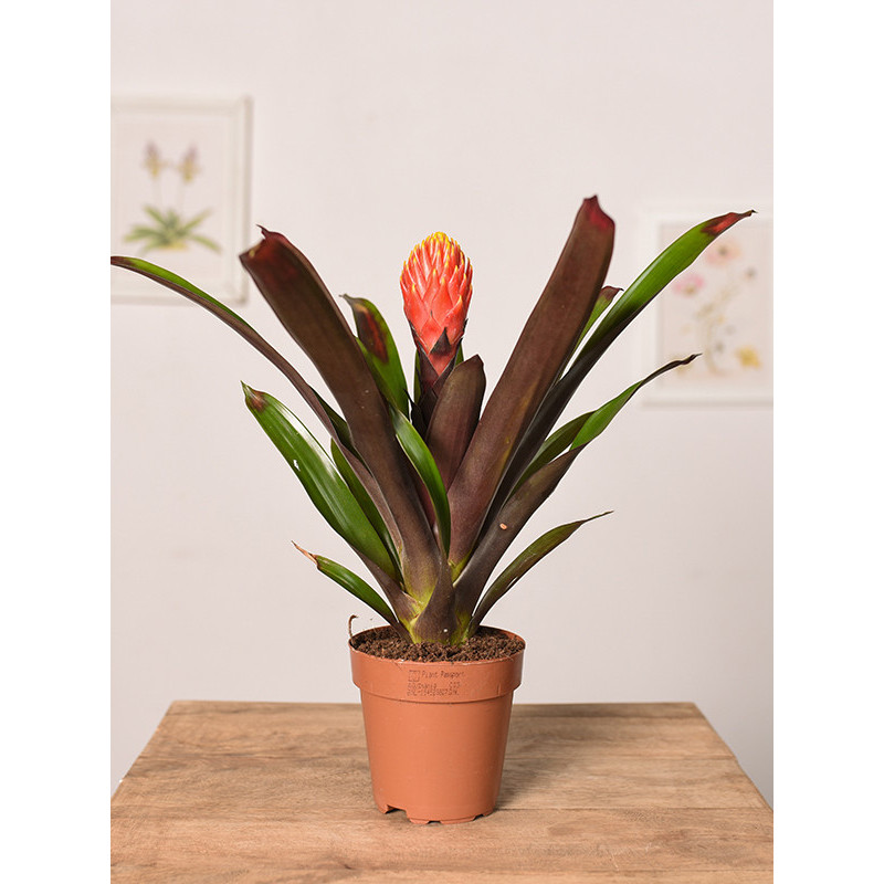 Guzmania 'Tala'