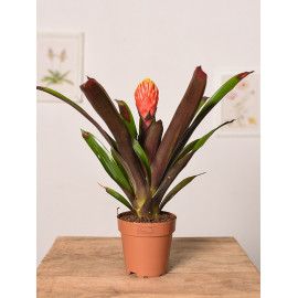 Guzmania 'Tala'