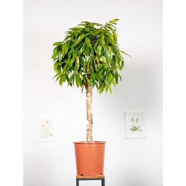 Fikus 'Amstel' na pniu