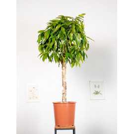 Fikus 'Amstel' na pniu