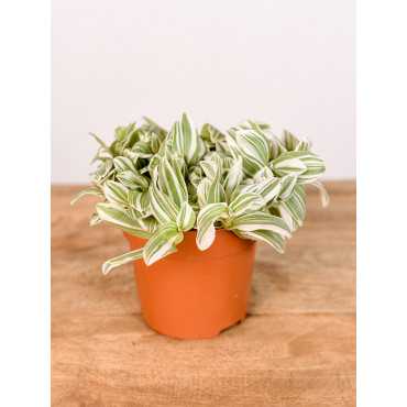 Trzykrotka 'Tenderness'