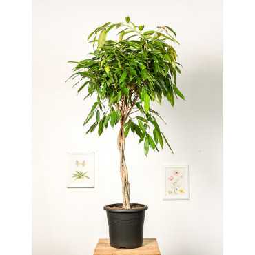 Fikus 'Amstel' na pniu