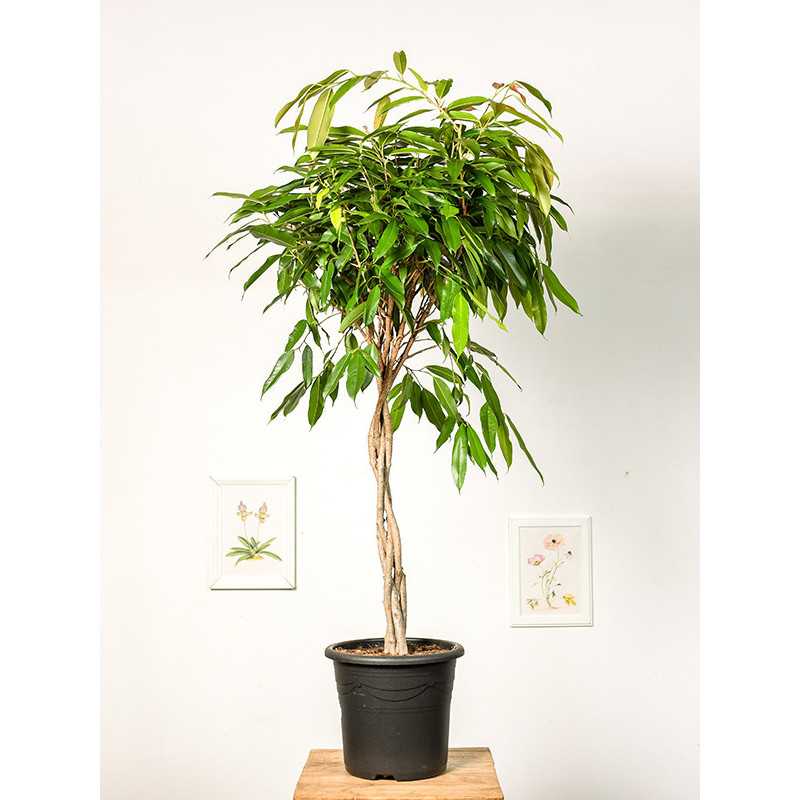 Fikus 'Amstel' na pniu