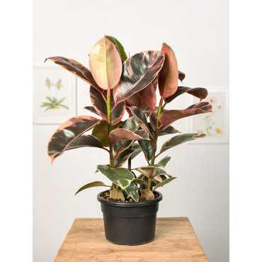 Fikus 'Belize' | Duży