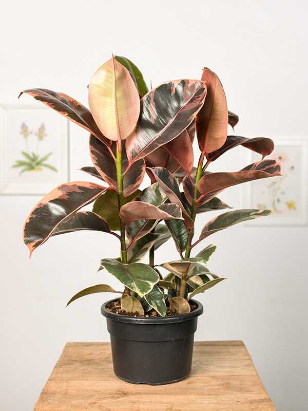 Fikus 'Belize' | Duży