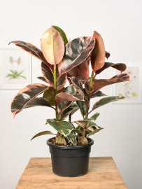 Fikus 'Belize' | Duży