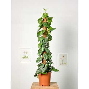 Scindapsus 'Trebie' | Na pniu