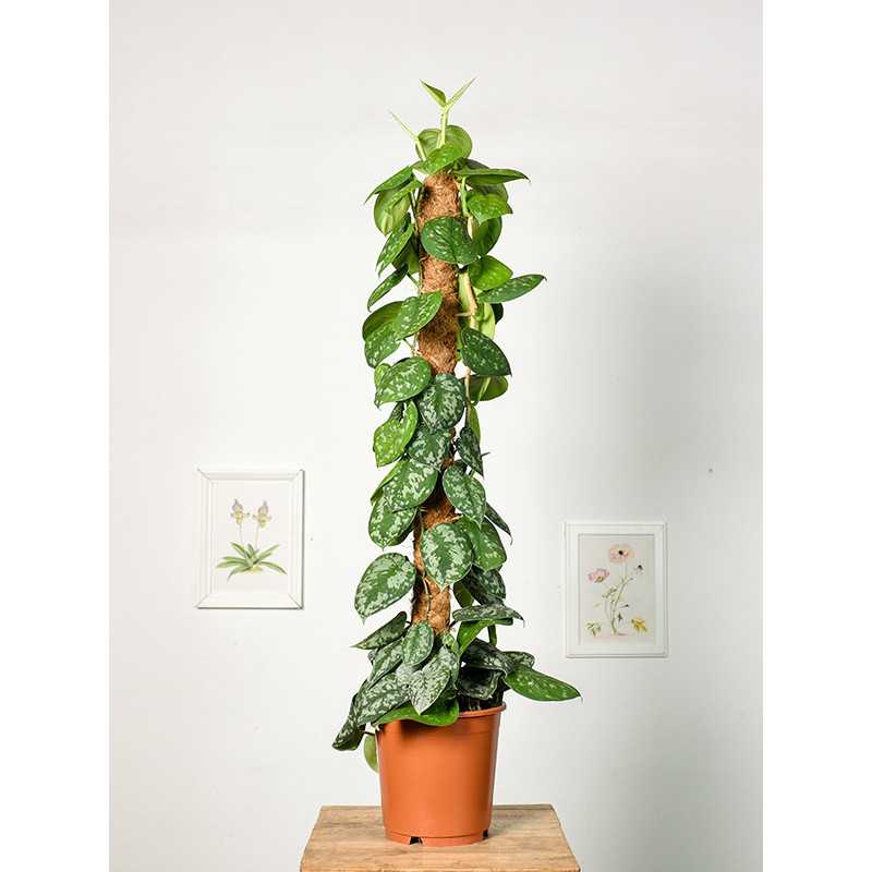 Scindapsus 'Trebie' | Na pniu