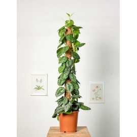 Scindapsus 'Trebie' | Na pniu