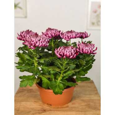 Chryzantema wielkokwiatowa | Fioletowa Chryzantema wielkokwiatowa | Fioletowa