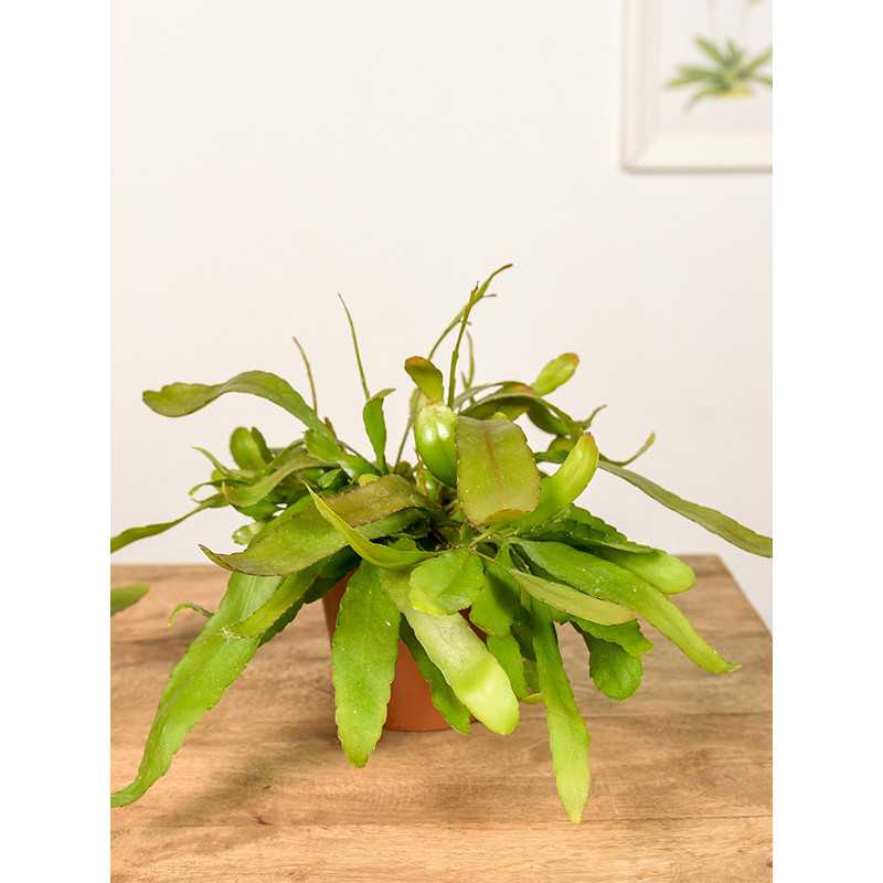 Rhipsalis 'Red Coral'