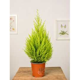 Cyprysik 'Goldcrest Wilma'