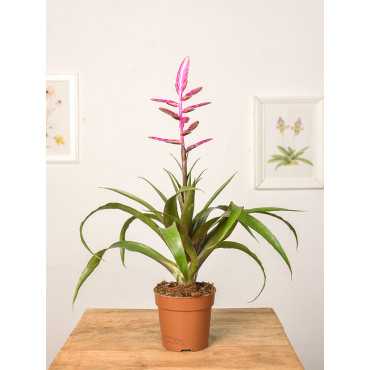 Tillandsia 'Andreas'