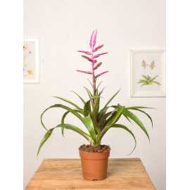 Tillandsia 'Andreas'