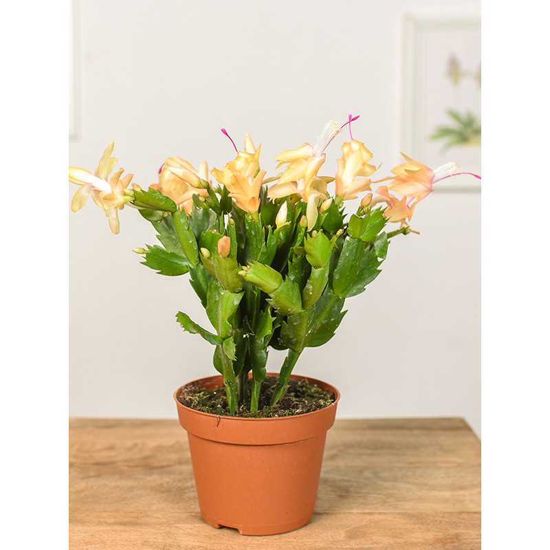 Szlumbergera