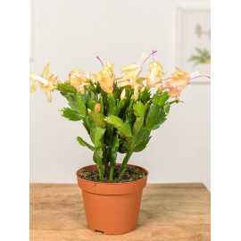 Szlumbergera