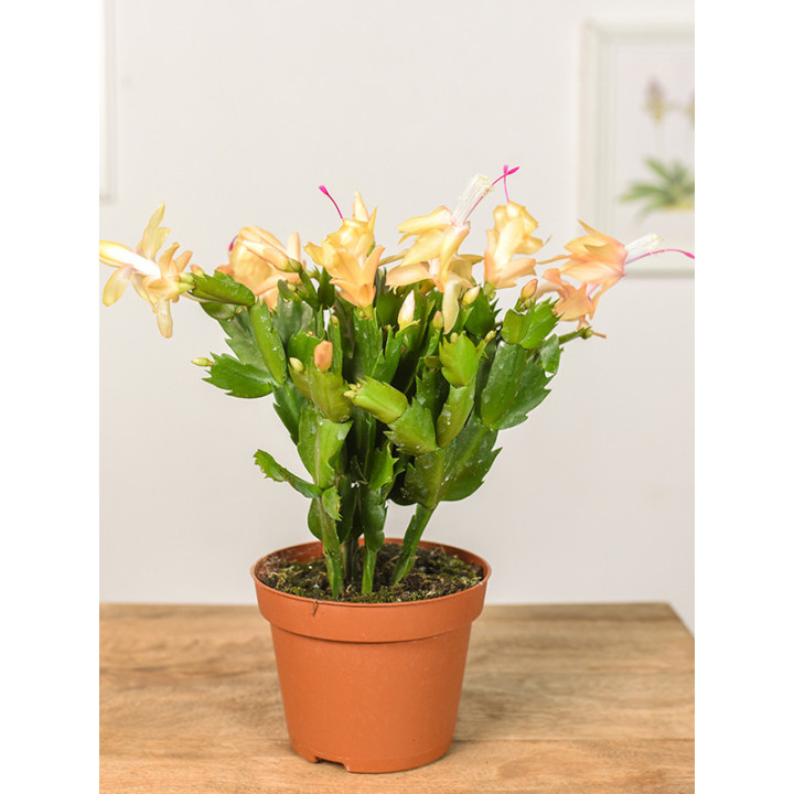 Szlumbergera