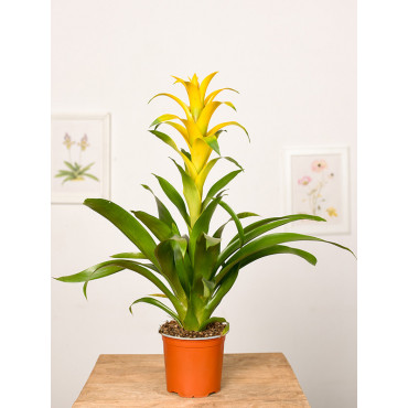 Guzmania 'Mirador'