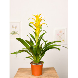 Guzmania 'Mirador'