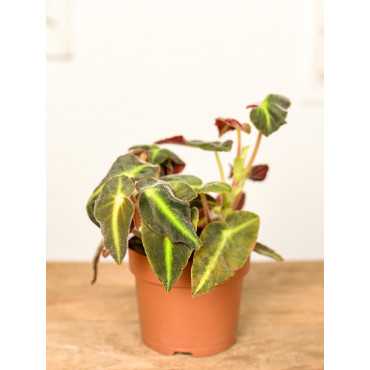 Begonia listada