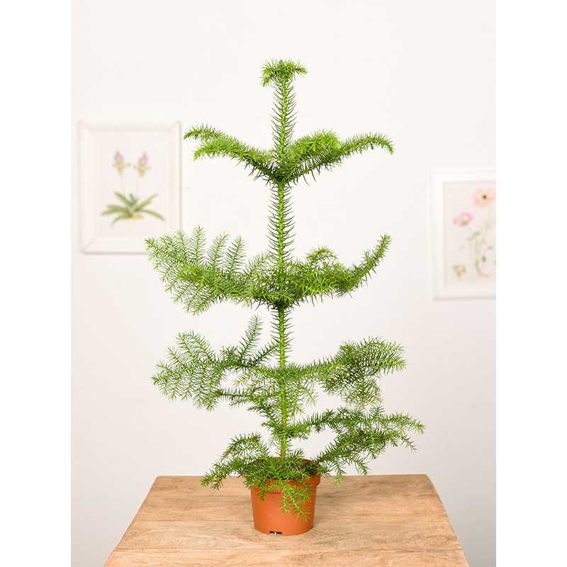 Araukaria wyniosła | Mała