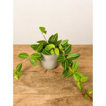 Peperomia 'Rocca Verde'